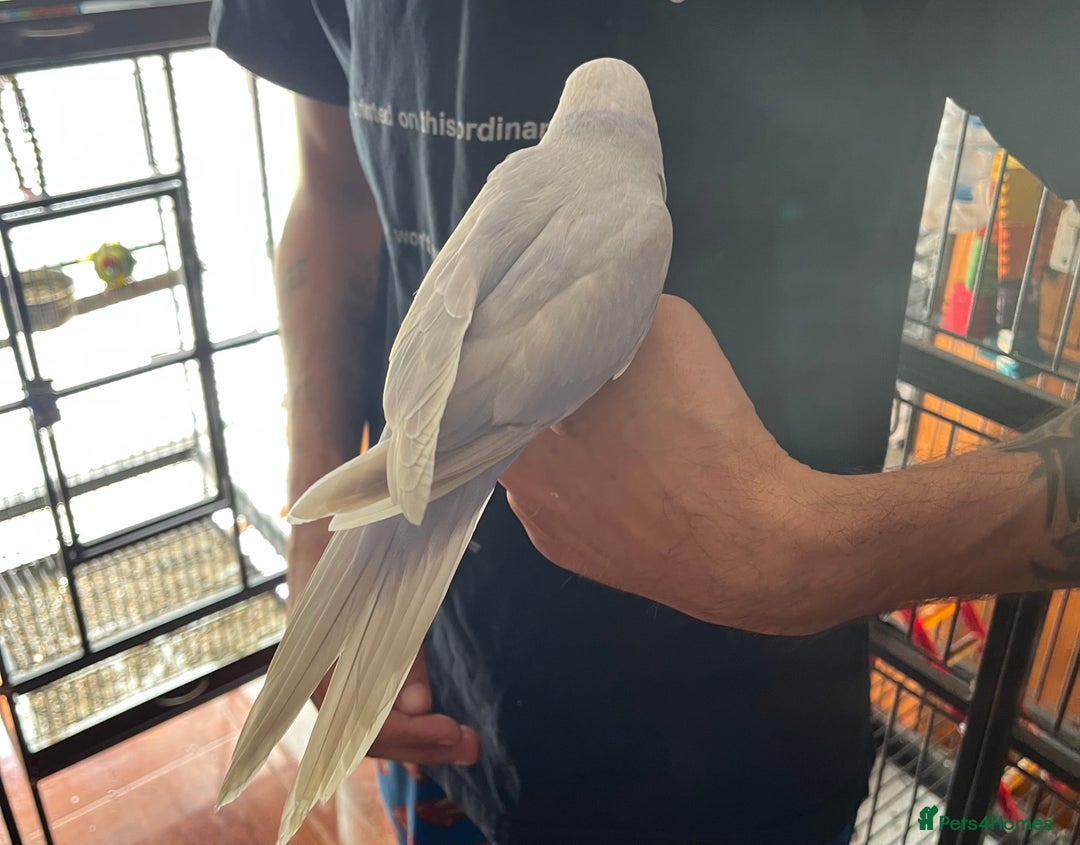 Ringnecks birds for sale: Hand Reared Baby Ringneck’s  - Image 5