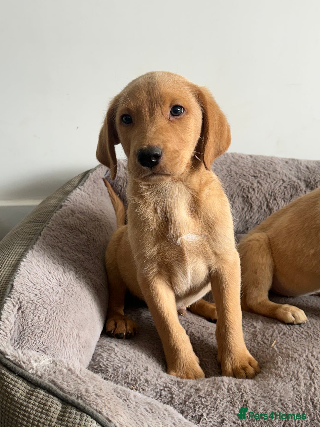 Labrador Retriever dogs for sale: Labrador puppies ready now  - Image 4