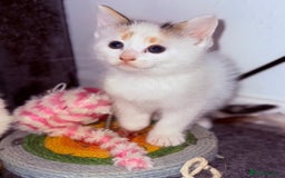Domestic Shorthair cats for sale: 1 male and 2 female cats for sale - Image 12