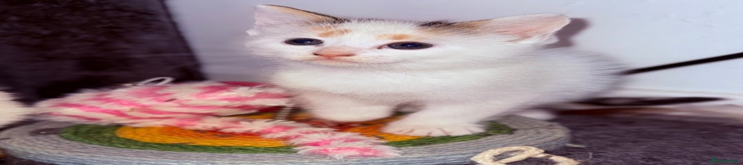 Domestic Shorthair Kitten 3