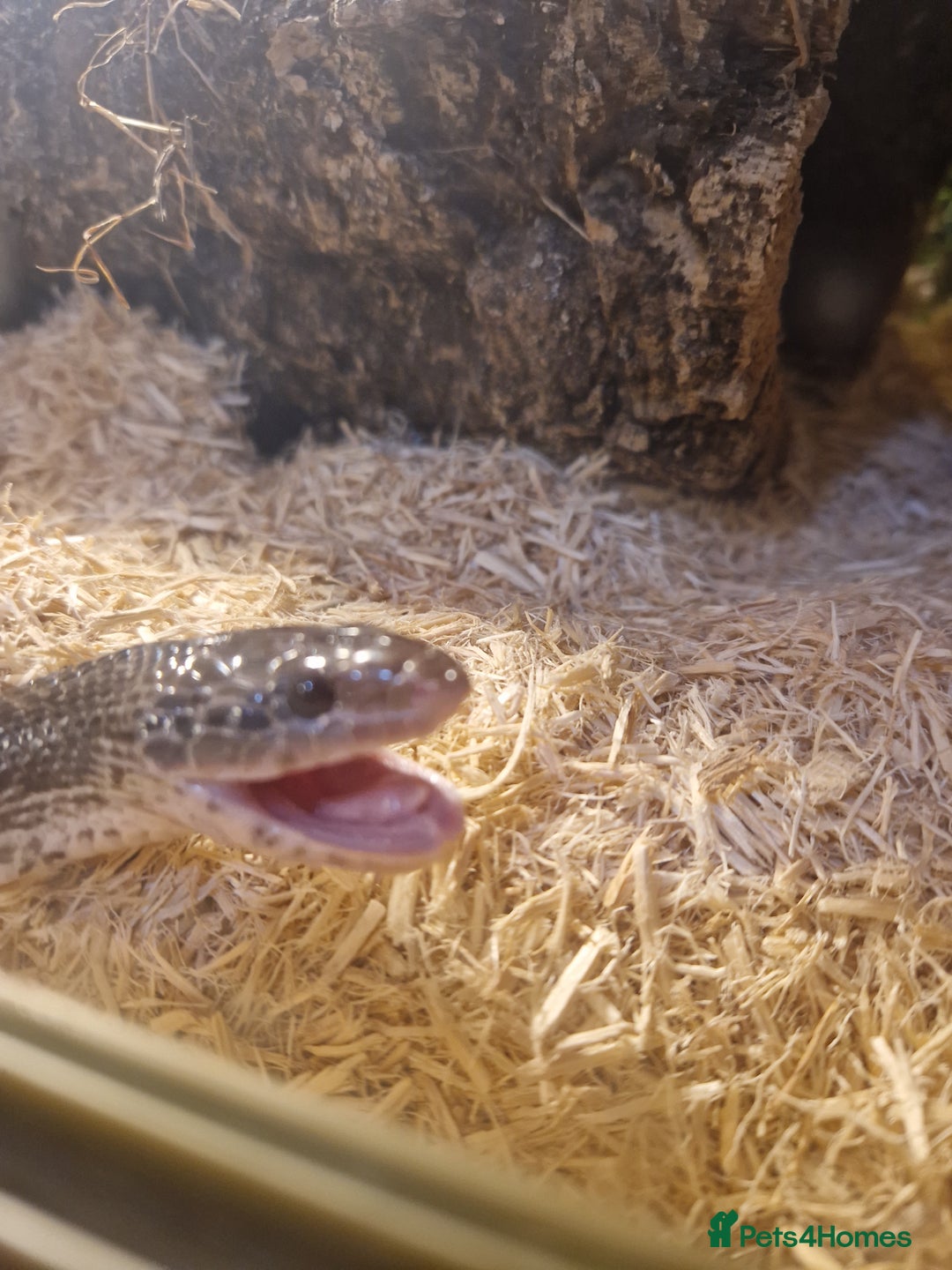 Corn Snake reptiles for sale: 5ft corn snake and viv - Advert 2