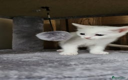 British Shorthair cats for sale: x6 Gorgeous Kittens looking for forever homes - Image 4