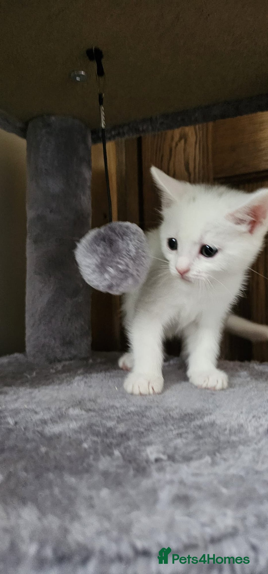 British Shorthair cats for sale: x6 Gorgeous Kittens looking for forever homes - Image 4