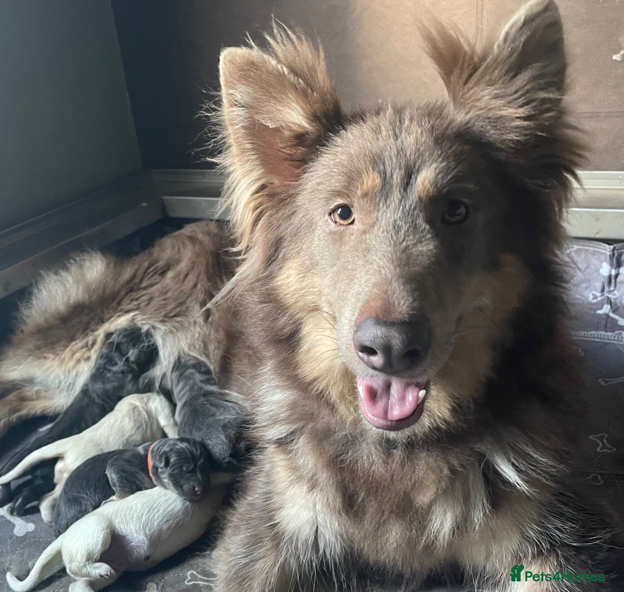 German Shepherd dogs KC Reg long coat straight backed puppies  - Advert 1