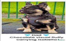 French Bulldog dogs for sale: 🏆 OVER 20 IMPERIAL CHAMPIONS IN THE BLOODLINE 🏆 - Image 3