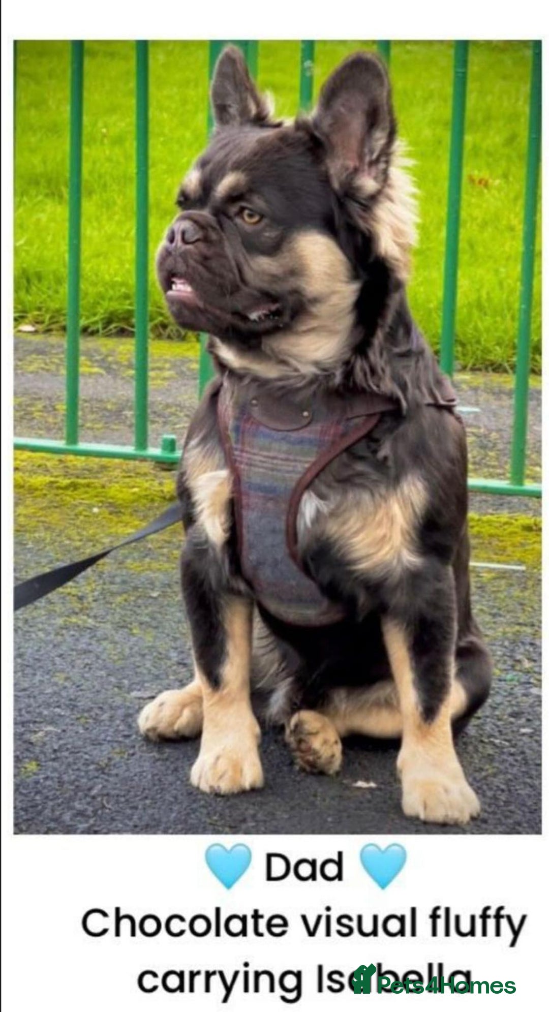 French Bulldog dogs for sale: 🏆 OVER 20 IMPERIAL CHAMPIONS IN THE BLOODLINE 🏆 - Image 3