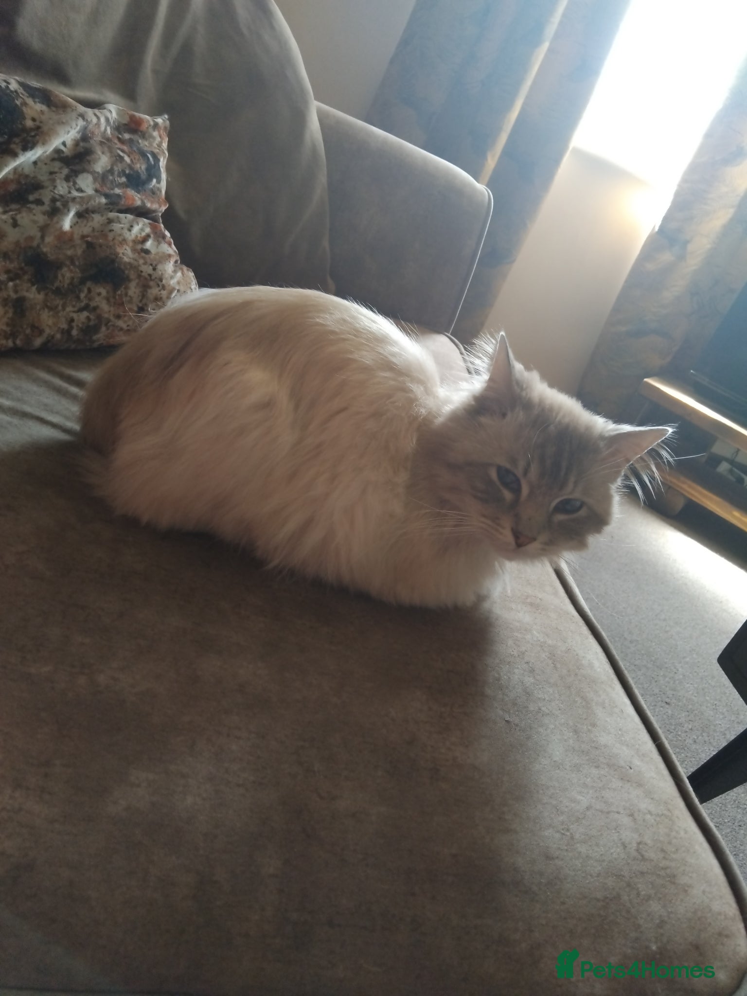 Ragdoll cats for stud: Beautiful 3 year old Ragdoll for stud  - Advert 2