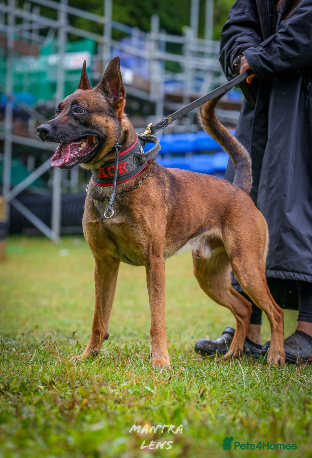 Belgian Shepherd Dog dogs for sale: Dutch Herder pups available!!  - Advert 7