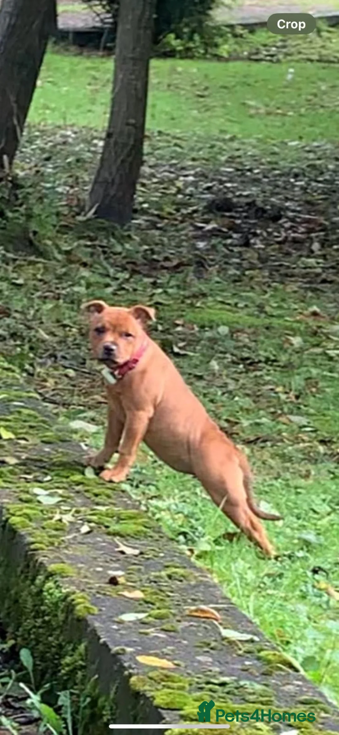 Staffordshire Bull Terrier dogs for stud: 🥨CHIEF CHAMPION SIRED. 🥨🏆  in Rochdale - Advert 24