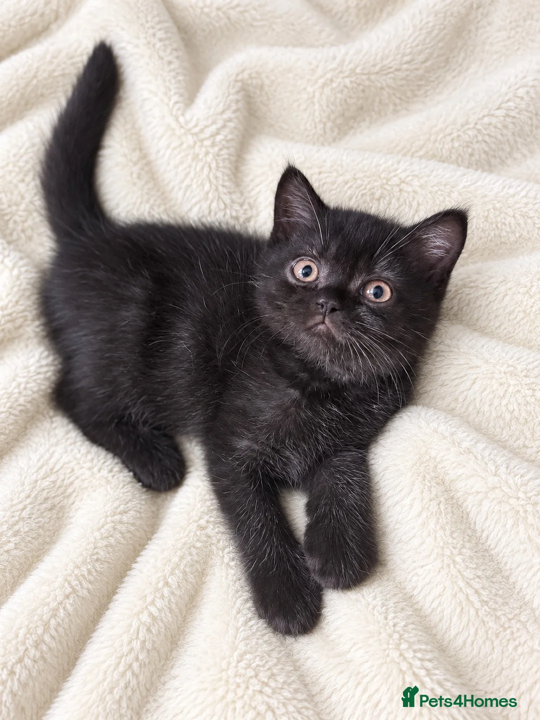 British Shorthair cats for sale: Supreme Champion Line British Shorthair Kittens - Advert 1