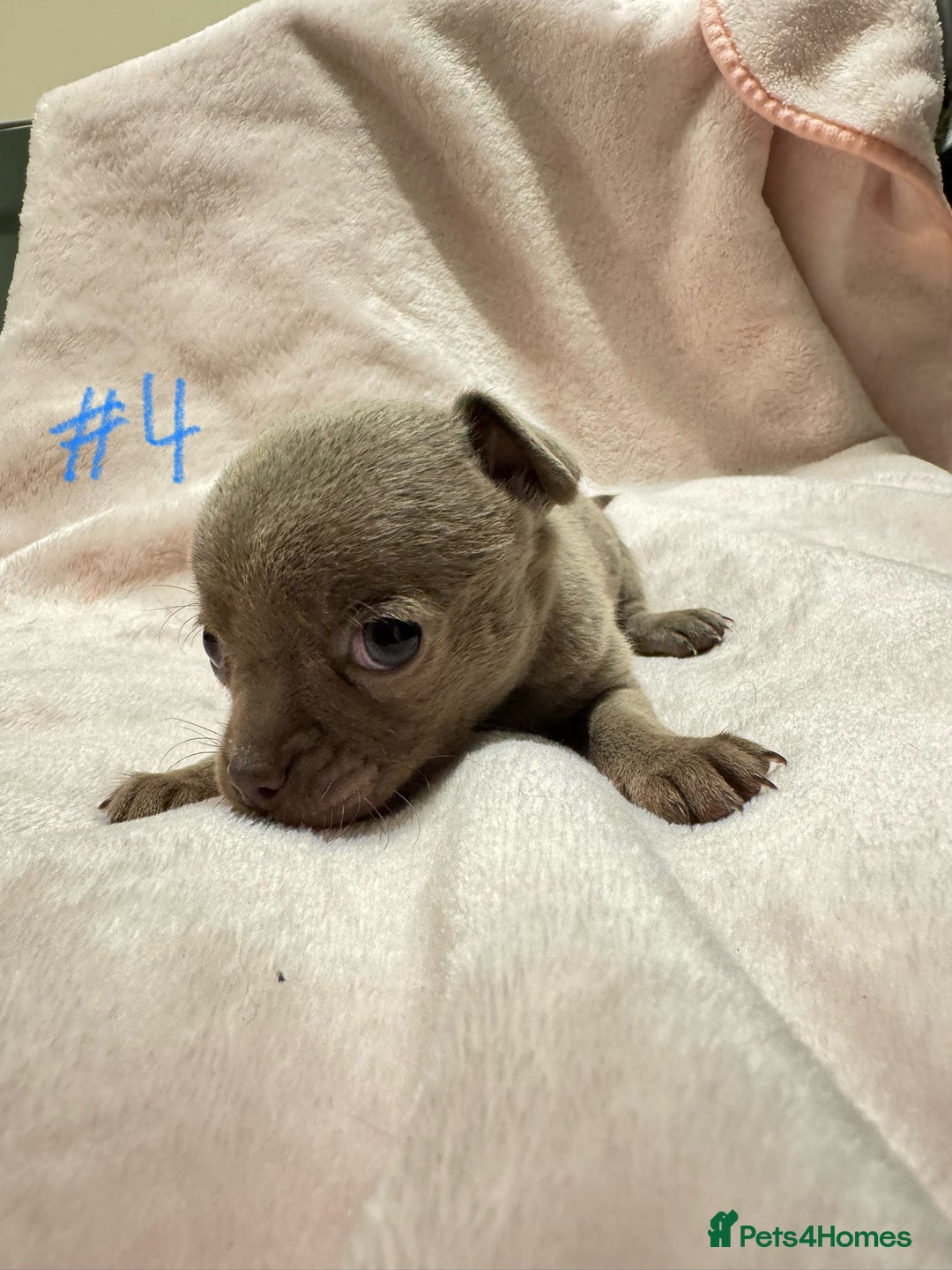 Chihuahua dogs for sale: KC Reg short-hair Chihuahua apple-headed puppies - Advert 35