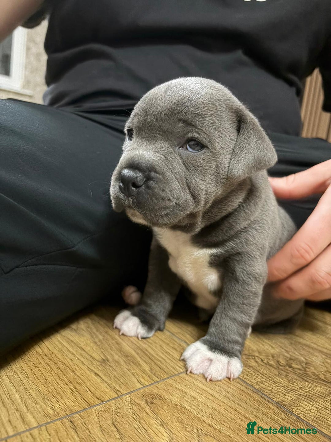 Staffordshire Bull Terrier dogs for sale: Blue Staffordshire bull Terrier pups  - Advert 4
