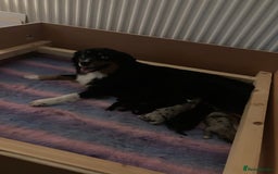 Miniature American Shepherd dogs for sale: MAS Available  - Image 4