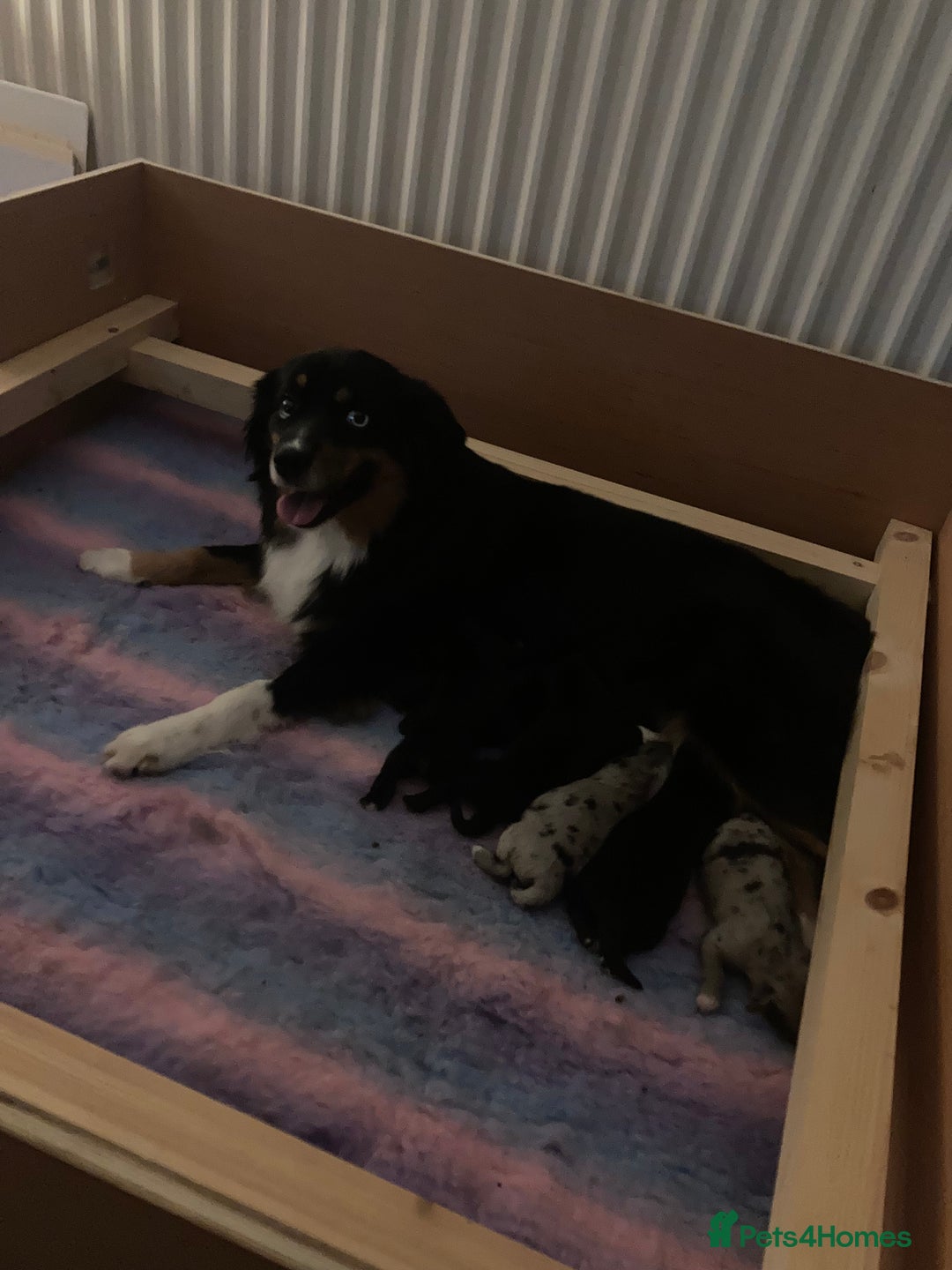 Miniature American Shepherd dogs for sale: MAS Available  - Image 4