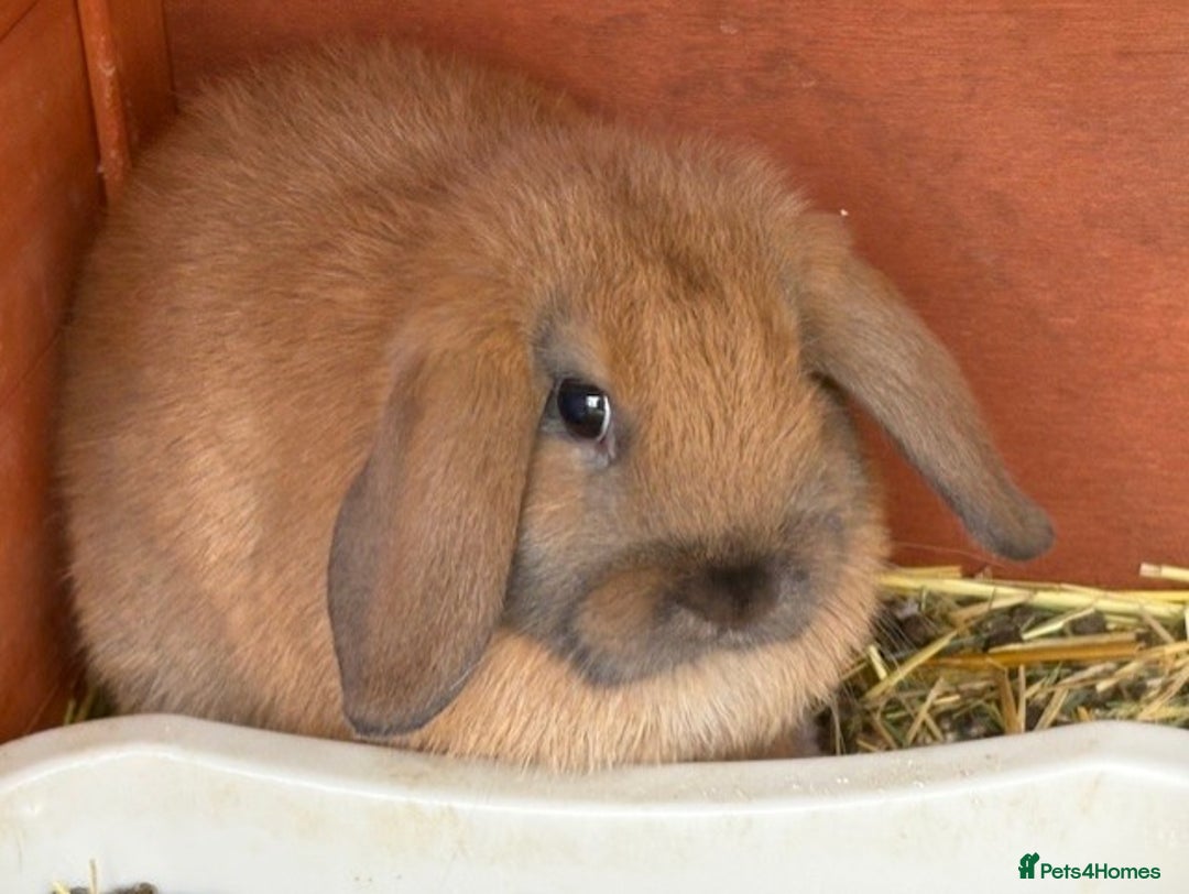 Mixed Breed rabbits for sale: Mini Lop X Netherland Dwarf - Advert 4