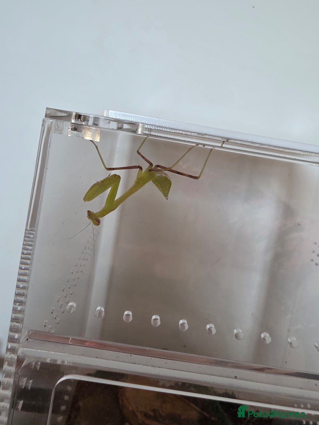 Praying Mantis invertebrates for sale: Giant African mantis - Advert 2