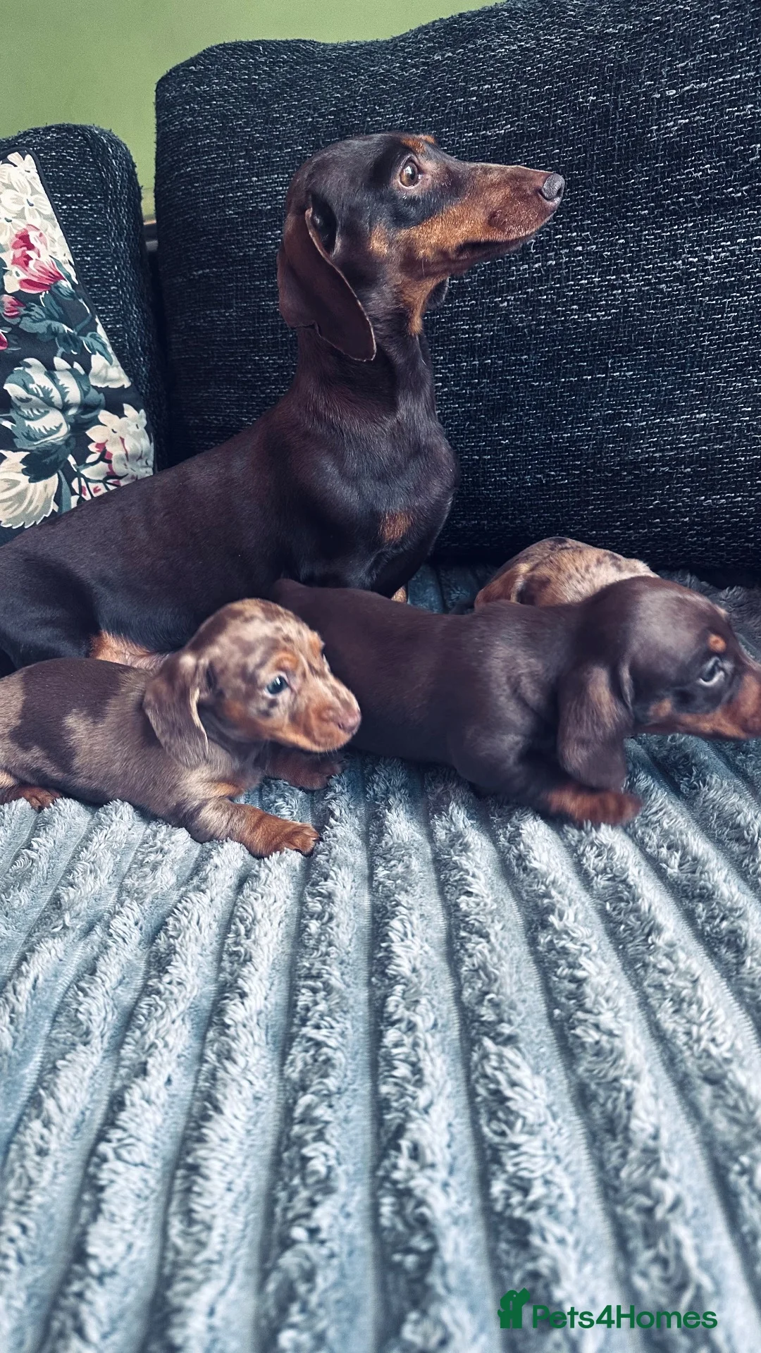 Miniature Dachshund dogs for sale: Kc registered Pra clear miniature - Advert 2