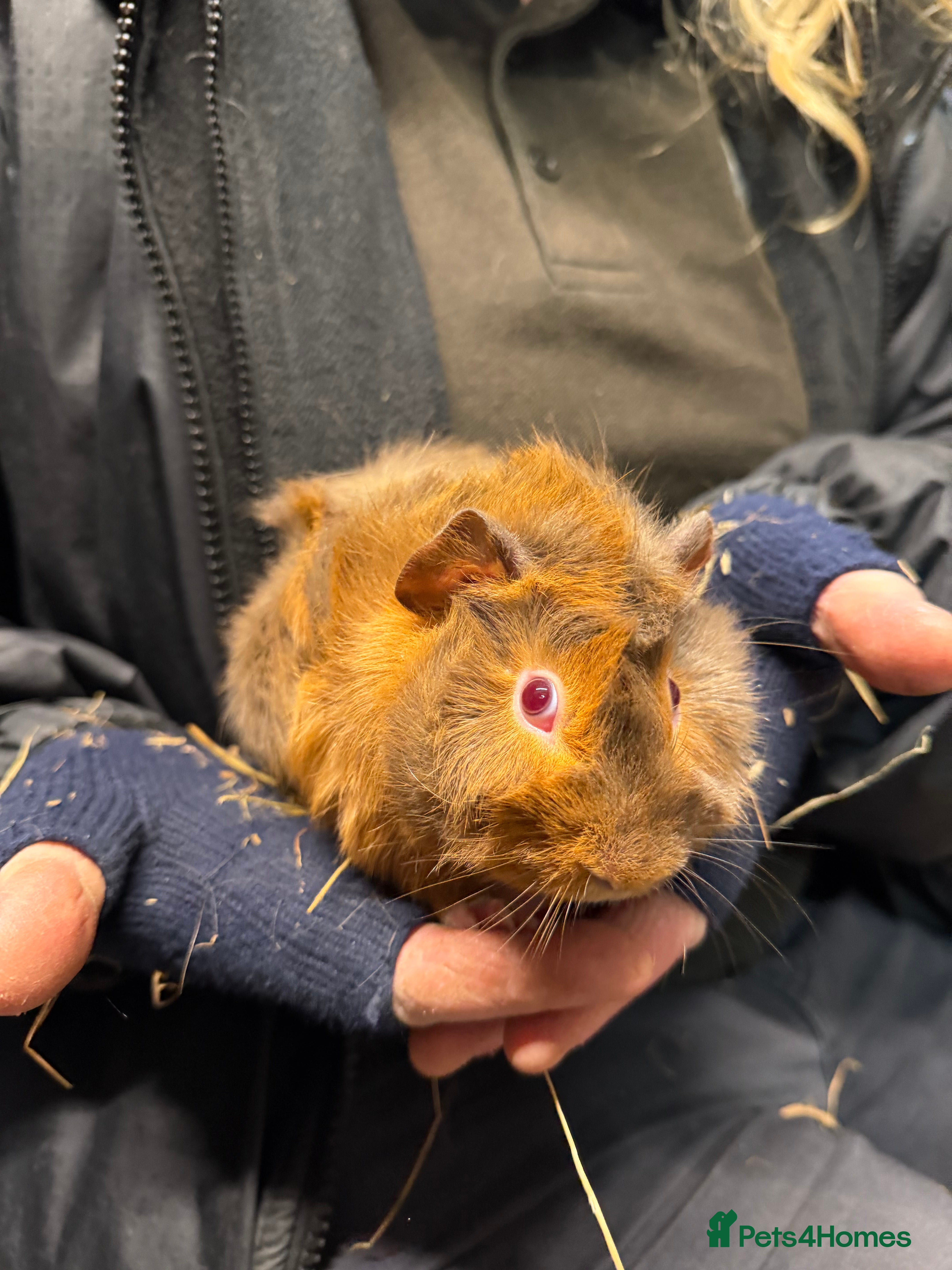 Guinea Pig rodents Single Boar Guinea Pig 🏠🩵 - Advert 1