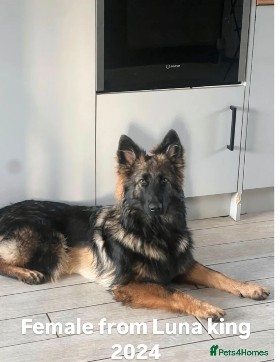 German Shepherd dogs for sale: KC registered 5 generation long coated GSD puppies - Advert 20