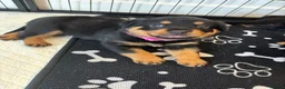 Rottweiler dogs for sale: 1 Female Rottweiler Puppy Available  - Advert 3
