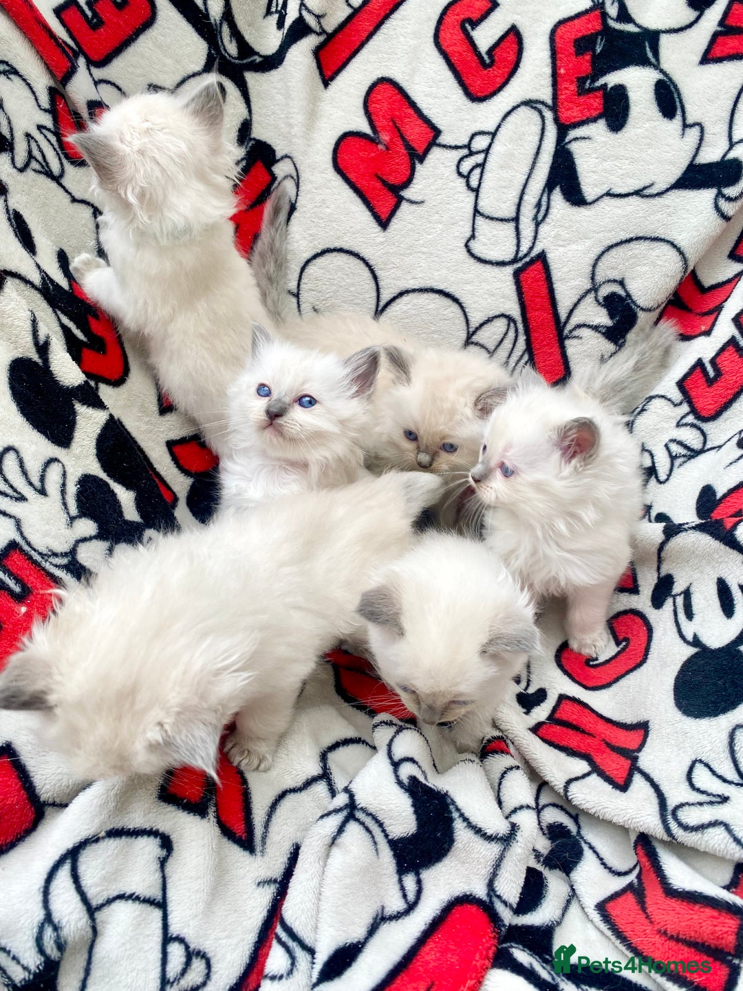 Ragdoll cats for sale: Ragdoll kittens  - Image 6