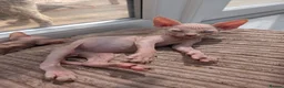 Sphynx cats for sale: 4 spynx kittens - Advert 1