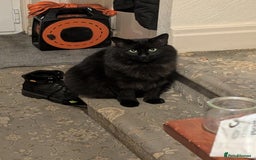 Maine Coon cats for sale: Maine coon cross looking for forever home - Image 4