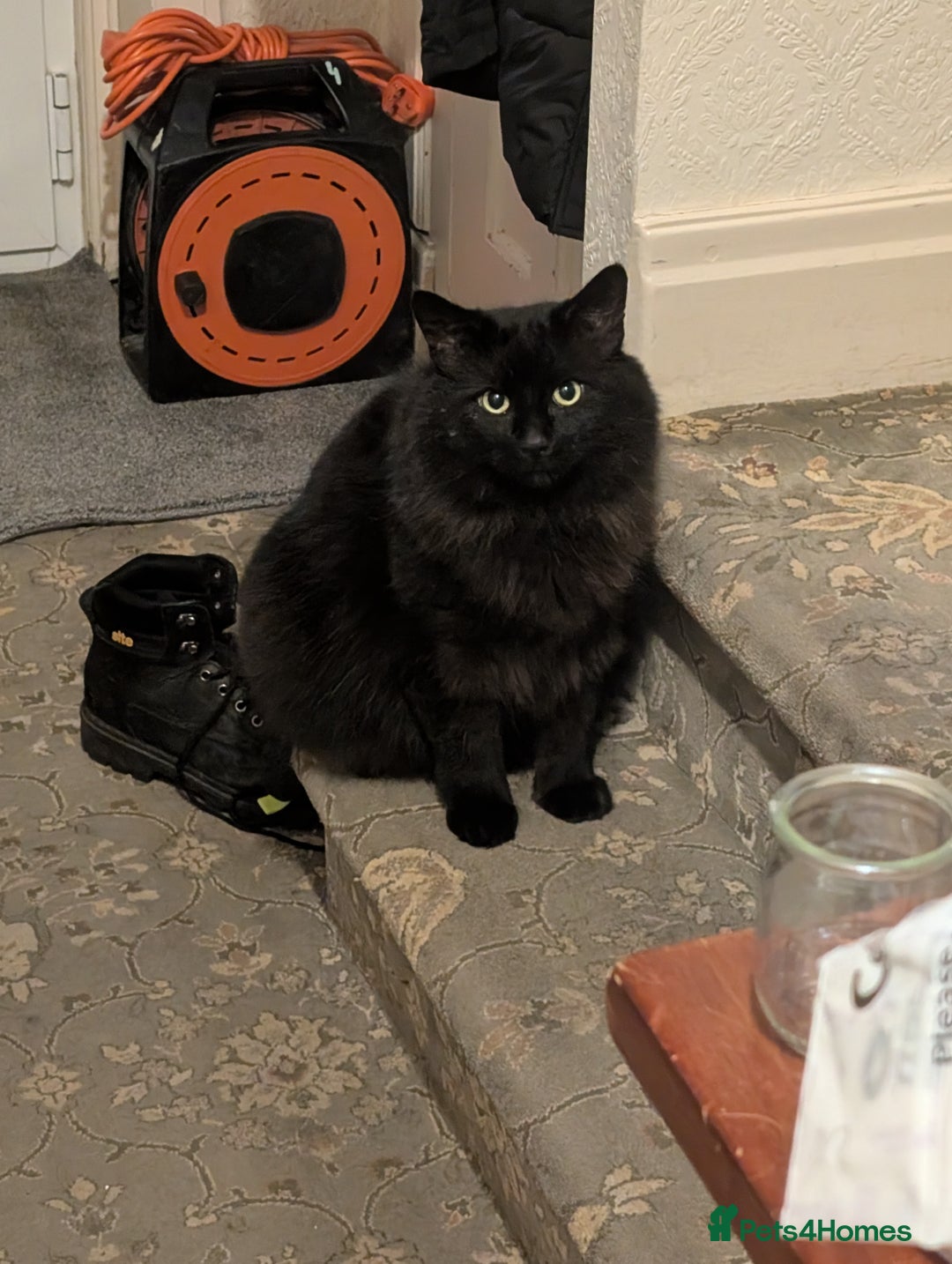 Maine Coon cats for sale: Maine coon cross looking for forever home - Image 4