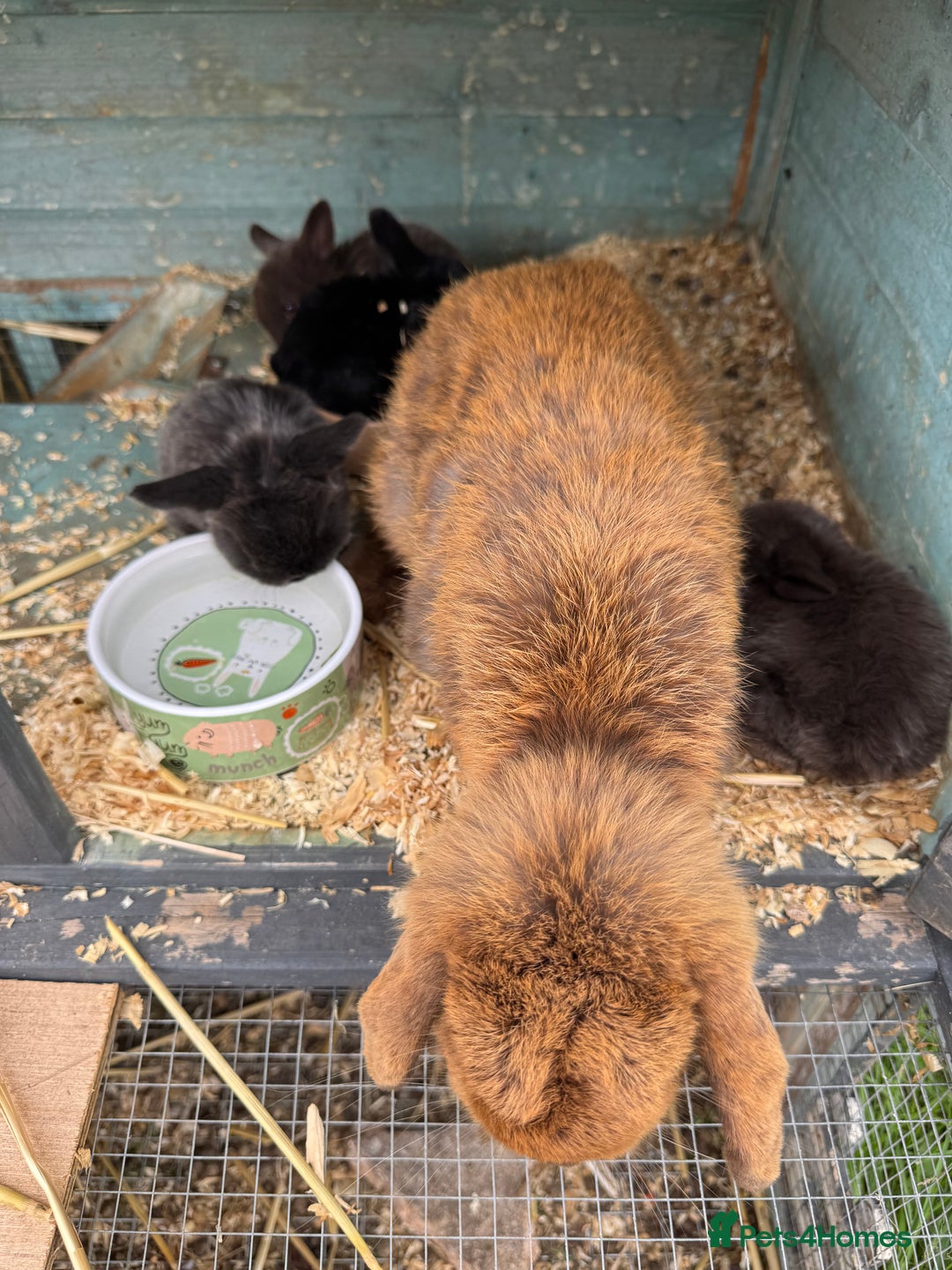 Mini Lop rabbits for sale: Mini Lop Baby Rabbits  - Image 6