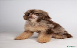 Bernedoodle dogs for sale: Miniature F1bs Bernedoodle Waiting List - Image 7