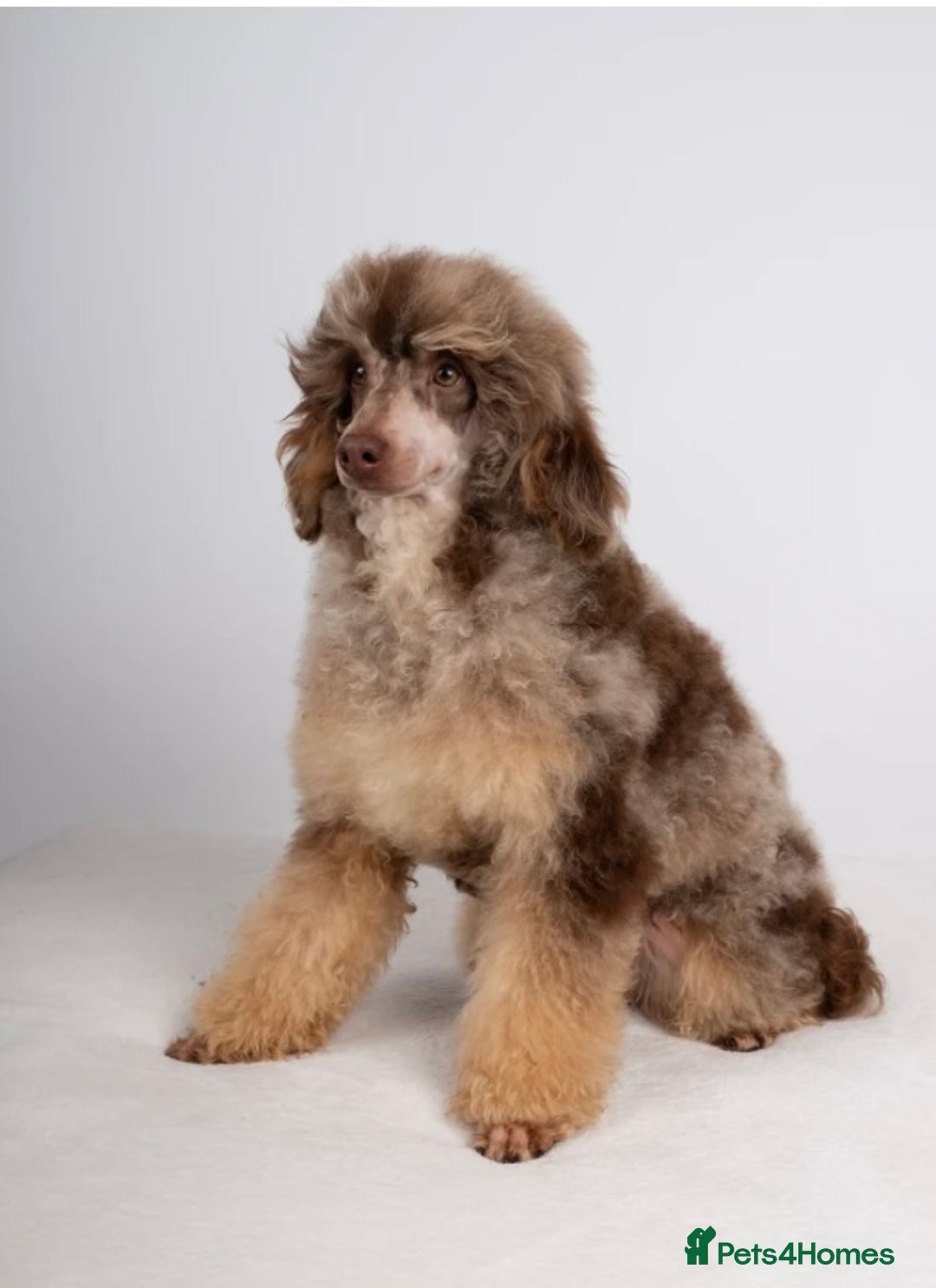 Bernedoodle dogs for sale: Miniature F1bs Bernedoodle Waiting List - Image 7
