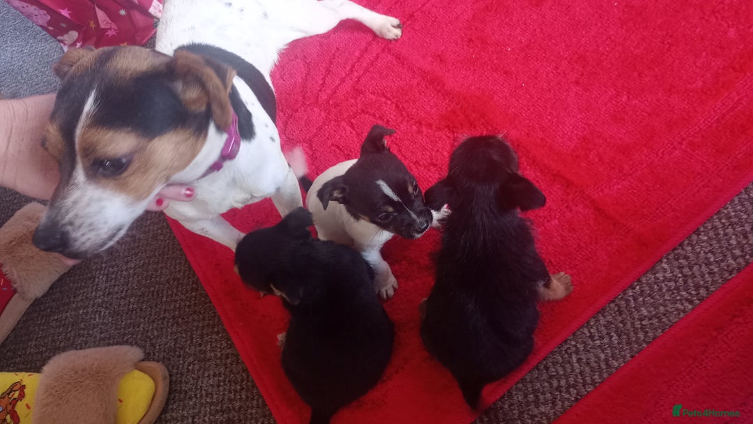 Mixed Breed dogs for sale: Jack Russell puppies  - Advert 14