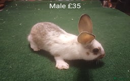 Lionhead rabbits for sale: 4 Cute Baby Lionhead X Mini Lop Rabbits - Image 5