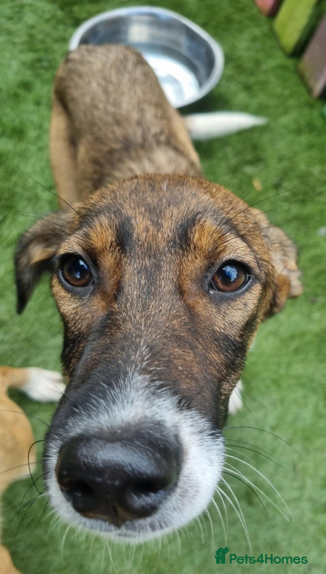 Mixed Breed dogs for adoption: Petunia - In Ayr looking for a home  - Image 1