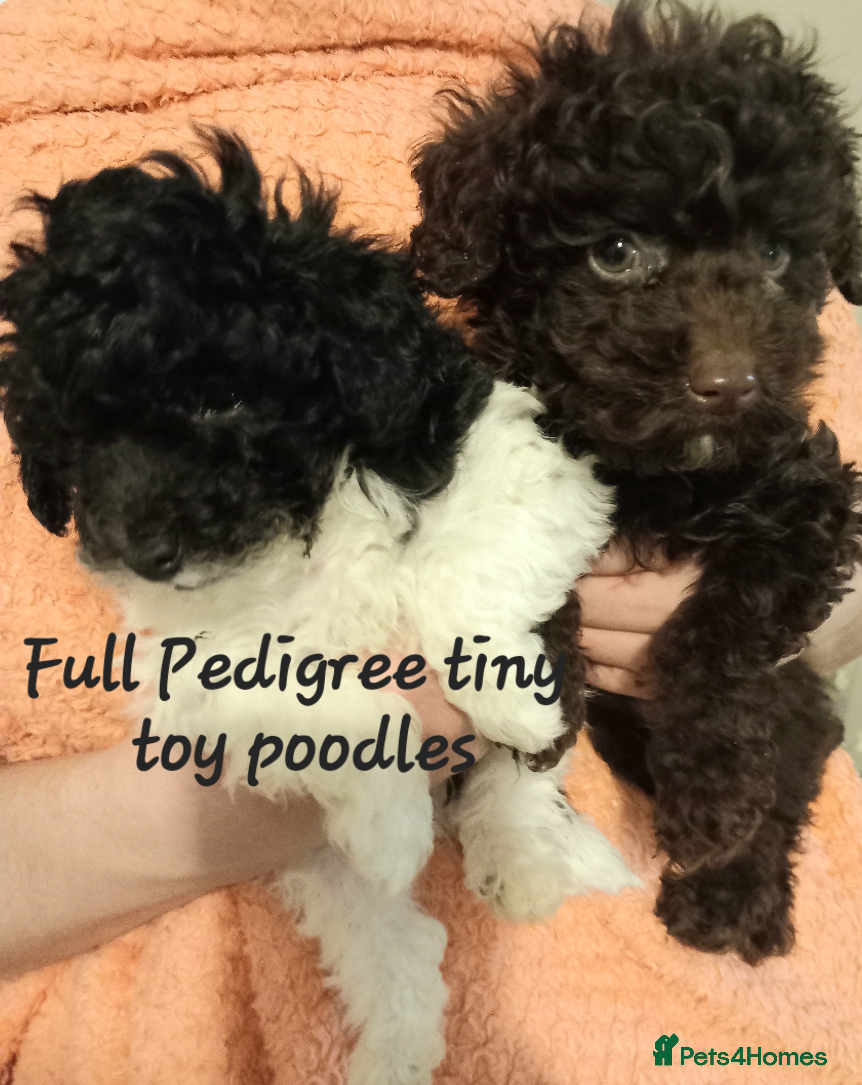 Toy Poodle dogs *FULL PEDIGREE TINY TOY POODLES*READY 21st DEC* - Advert 12