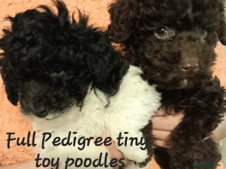 Toy Poodle dogs *FULL PEDIGREE TINY TOY POODLES*READY 21st DEC* - Advert 2