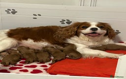 Cavapoo dogs for sale: Red health tested cavapoo - Image 1