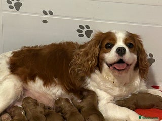 Cavapoo dogs - Advert 15