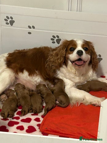 Cavapoo dogs - Advert 16