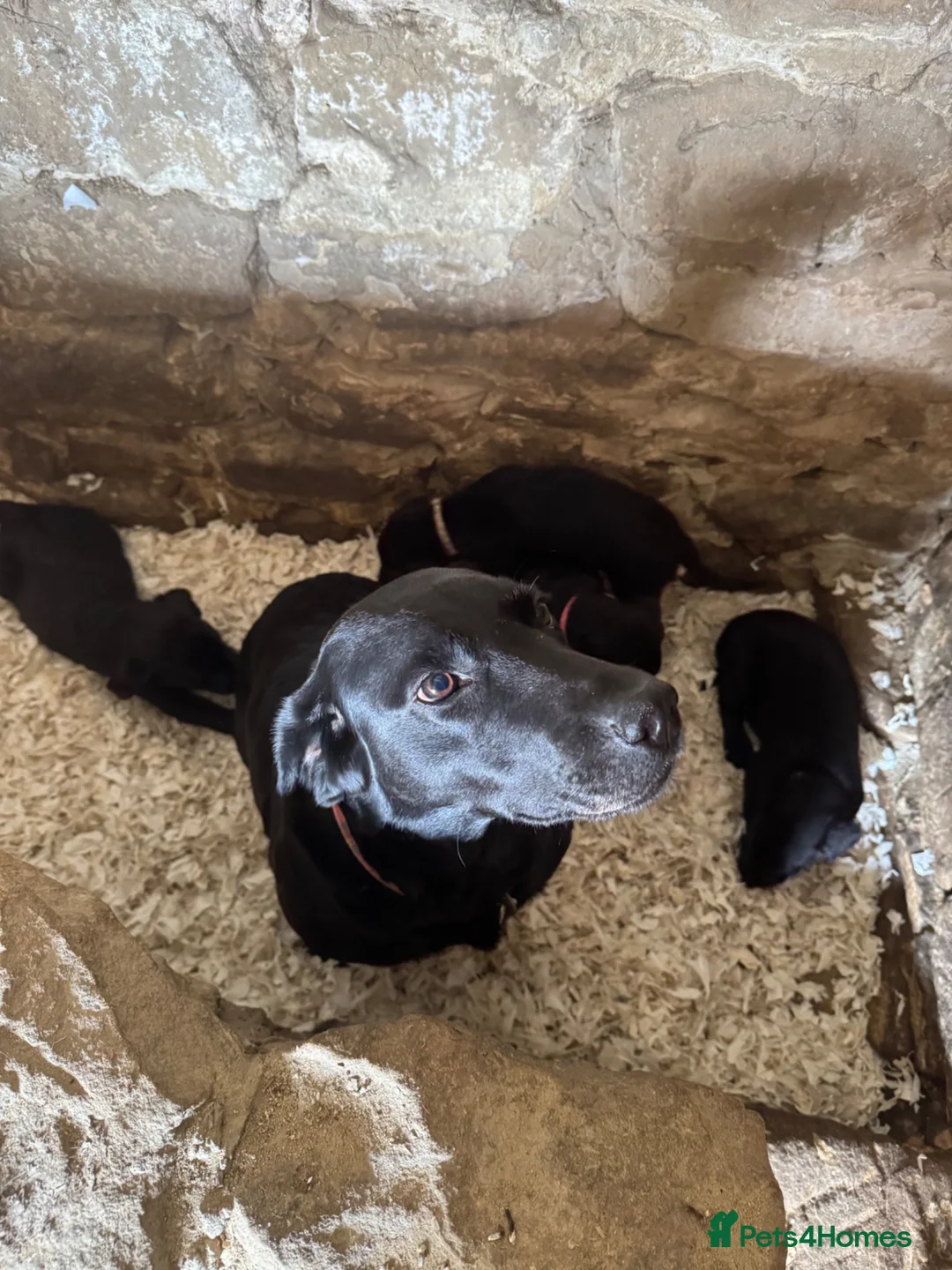 Labrador Retriever dogs for sale: Labrador Puppies  - Advert 3