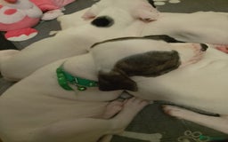 Staffordshire Bull Terrier dogs for sale: Staffie puppies for sale  - Image 32