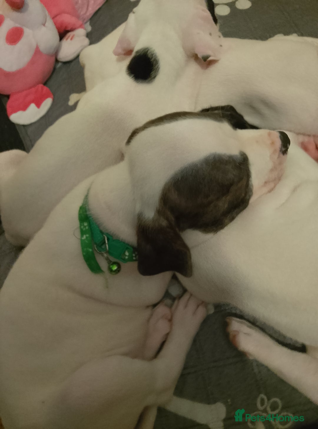 Staffordshire Bull Terrier dogs for sale: Staffie puppies for sale  - Image 32