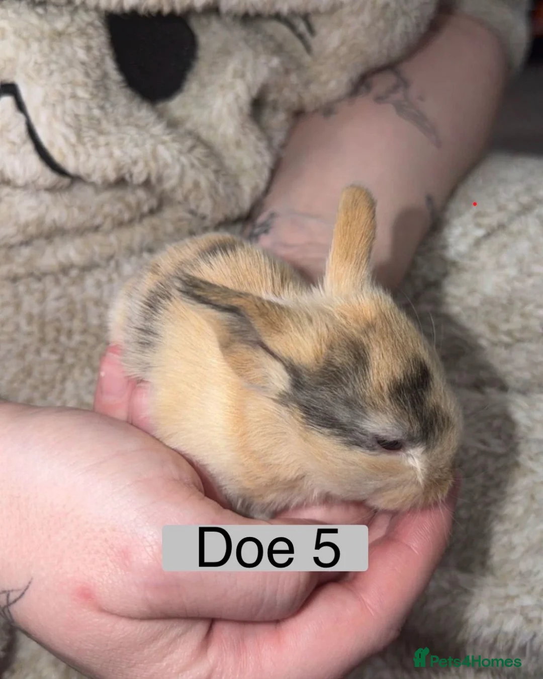 Mini Lop rabbits for sale: Pure Breed Mini Lops for sale - Advert 6