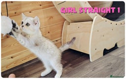 Scottish Fold cats for sale: Scottish Fold Kittens (Delivery  available) - Image 5