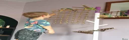 Conures birds for sale: Green-Cheek Conure With Cage and Accessory's - Advert 6