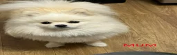 Pomeranian dogs for sale: Fabolous pomeranian female puppy - Advert 9