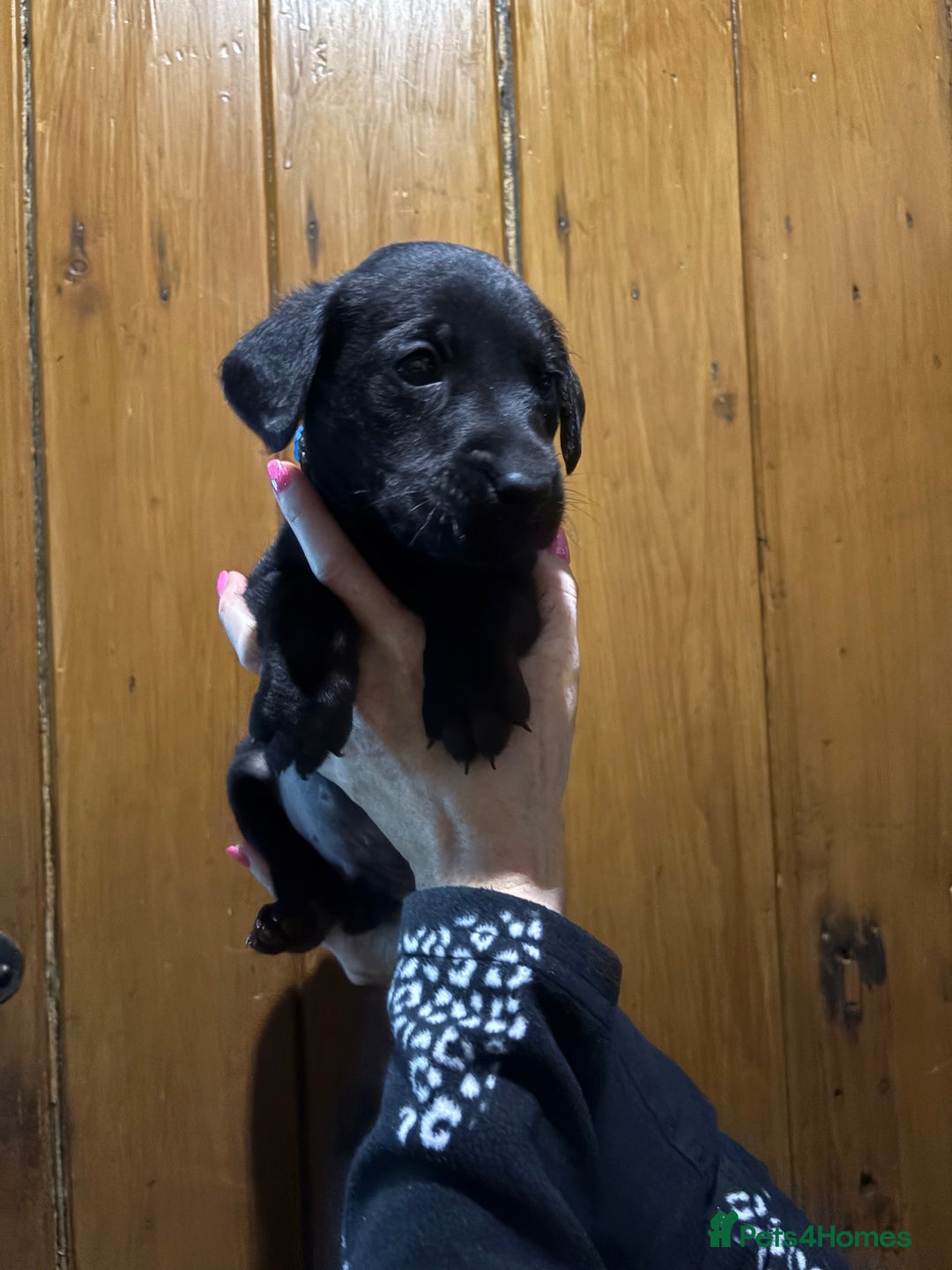 Labrador Retriever dogs for sale: Ready to leave now 3 gorgeous males pups left  - Advert 20