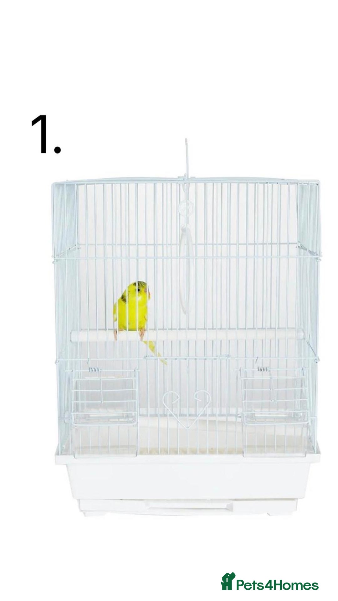 Budgerigars birds for sale: Budgies for Sale, all in good health  - Advert 25