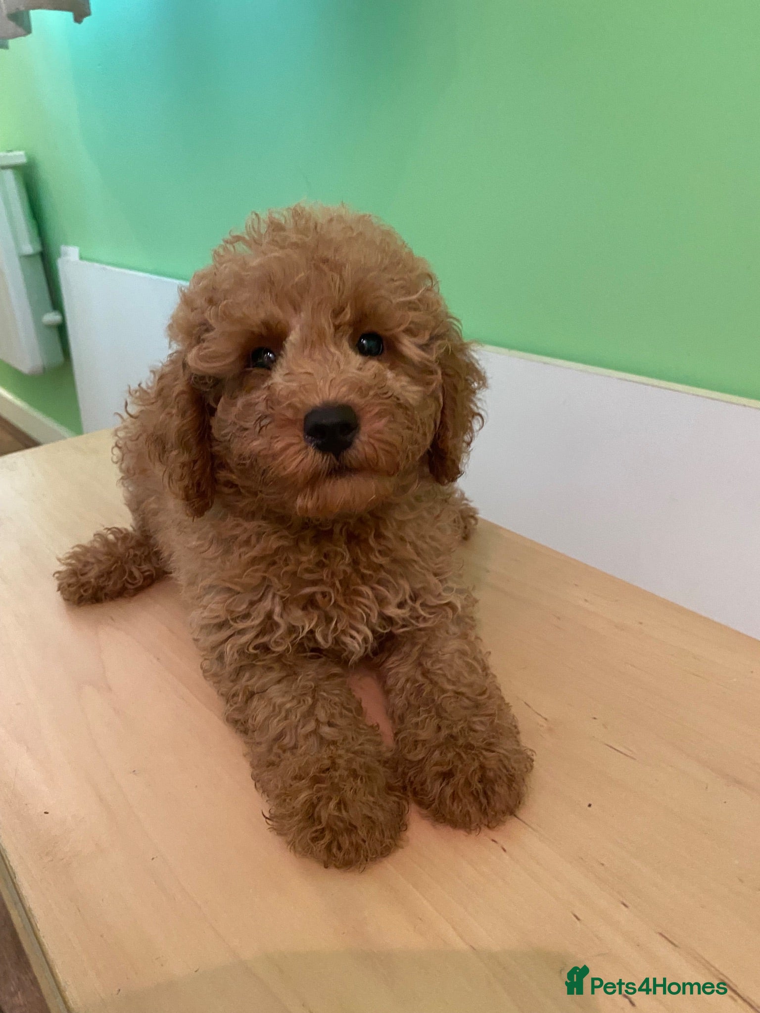 Toy Poodle dogs Toy poodle puppies - Advert 5