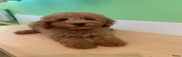 Toy Poodle dogs for sale: Toy poodle puppies - Advert 1